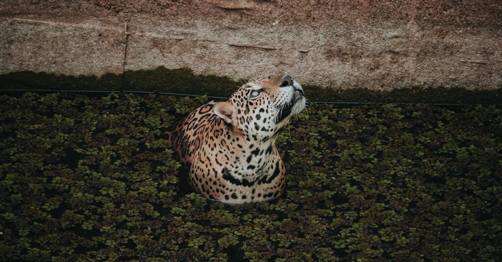 Amazonフレッシュとオイシックスを比較しているイメージ図